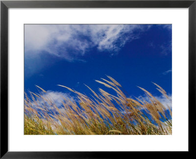 Rice Against Blue Sky In Metshina Village, Wangdi, Bhutan by Keren Su Pricing Limited Edition Print image
