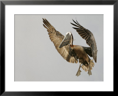 Brown Pelican Flying With Nest-Building Material, Little Bird Key, Tierra Verde, Florida, Usa by Arthur Morris Pricing Limited Edition Print image