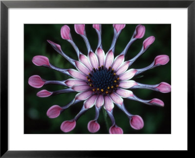 Close-Up Of Spoon Daisy Or Nasinga Purple Flower, Maui, Hawaii, Usa by Nancy & Steve Ross Pricing Limited Edition Print image