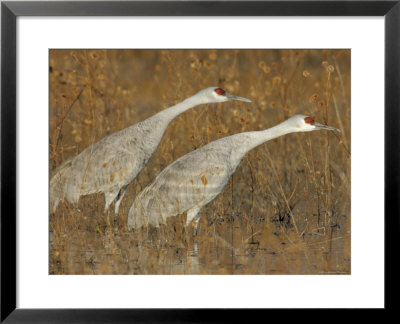 Sandhill Cranes In Marsh Prepare For Takeoff, Bosque Del Apache National Wildlife Reserve by Arthur Morris Pricing Limited Edition Print image