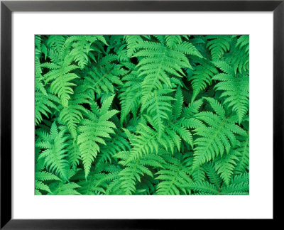 Northern Beech Fern, Adirondack Park, Mt. Marcy, New York, Usa by Jerry & Marcy Monkman Pricing Limited Edition Print image