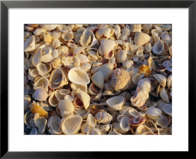 Sanibel Island, Famous For The Millions Of Shells That Wash Up On Its Beaches, Florida, Usa by Fraser Hall Pricing Limited Edition Print image