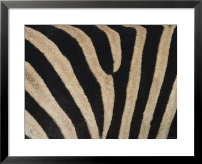 Plains Zebra, Burchell's Zebra, Equus Burchellii, Khwai River, Botswana, Africa by Thorsten Milse Pricing Limited Edition Print image
