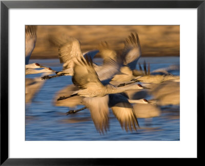 Sandhill Crane, (Grus Canadensis), Bosque Del Apache, Socorro, New Mexico, Usa by Thorsten Milse Pricing Limited Edition Print image