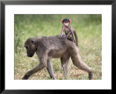 Young Chacma Baboon Riding On Adult's Back In Kruger National Park, Mpumalanga, Africa by Ann & Steve Toon Pricing Limited Edition Print image