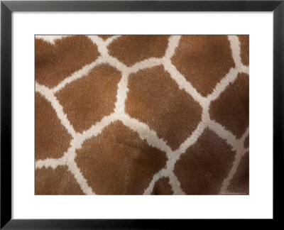 Close-Up Of Skin Of A Reticulated Giraffe (Giraffa Camelopardalis Reticulata), In Captivity, Africa by Ann & Steve Toon Pricing Limited Edition Print image