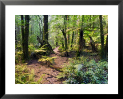 Tree Ferns And Myrtle Beech Trees In The Temperate Rainforest, Australia, Pacific by Jochen Schlenker Pricing Limited Edition Print image