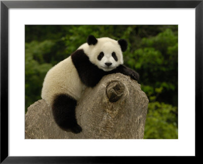 Giant Panda Baby, Wolong China Conservation And Research Center For The Giant Panda, China by Pete Oxford Pricing Limited Edition Print image