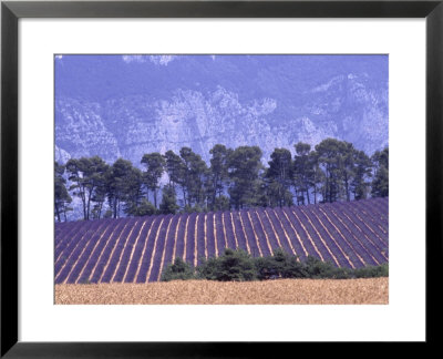 Lavender Fields In Provence by Martina Meuth Pricing Limited Edition Print image
