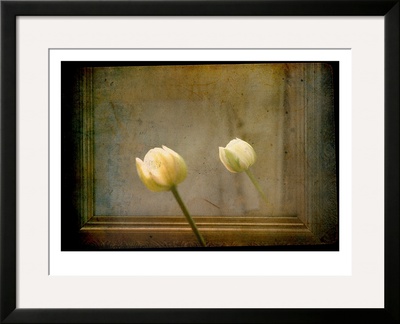 White Tulip Against Framed Mirror by Mia Friedrich Pricing Limited Edition Print image