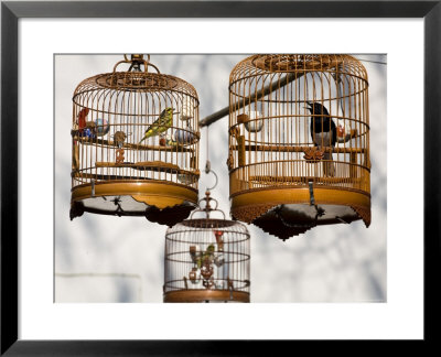 Yuen Po St Bird Market, Monkok, Kowloon, Hong Kong, China by Jane Sweeney Pricing Limited Edition Print image