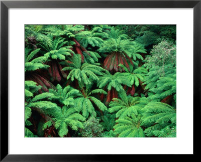 Evergreen Tree Ferns, Victoria, Australia by Oliver Strewe Pricing Limited Edition Print image