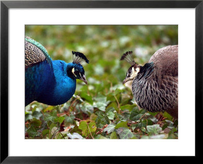Peacocks In Lazienki Park, Warsaw, Poland by Alik Keplicz Pricing Limited Edition Print image