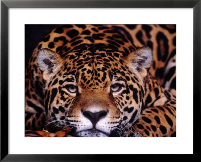 Portrait Of A Jaguar, Brazil by Mark Newman Pricing Limited Edition Print image