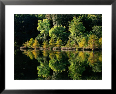 Cypress Trees Reflected In Water, Mountain Fork River by John Elk Iii Pricing Limited Edition Print image
