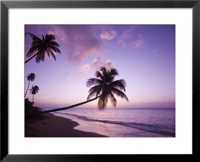 Palm Trees Silhouetted At Sunset, Coconut Grove Beach At Cade's Bay by Greg Johnston Pricing Limited Edition Print image