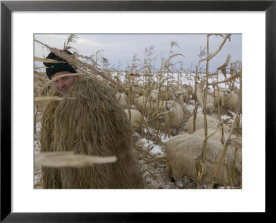 Shepherd Wrapped In Sheep's Fleece Tends To His Sheep, Transylvania by Gavin Quirke Pricing Limited Edition Print image