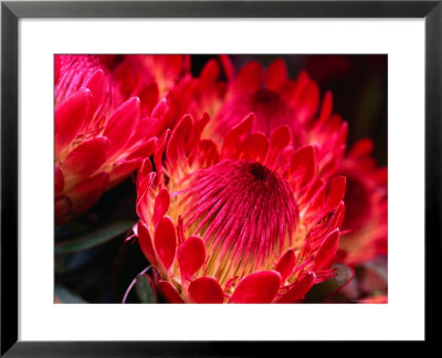 Close-Up Of A Protea, Growing On The Slopes Of Haleakala National Park by Ann Cecil Pricing Limited Edition Print image