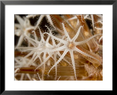 Closeup View Of Coral Polyps, Bali, Indonesia by Tim Laman Pricing Limited Edition Print image