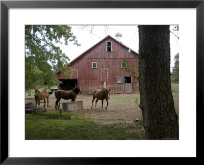 Barn And Horses In Eastern Nebraska by Joel Sartore Pricing Limited Edition Print image