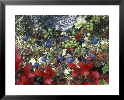 Blueberry Plants And Mosses, Alaska by Rich Reid Pricing Limited Edition Print image