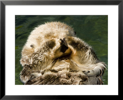 Closeup Of A Captive Sea Otter Covering His Face by Tim Laman Pricing Limited Edition Print image