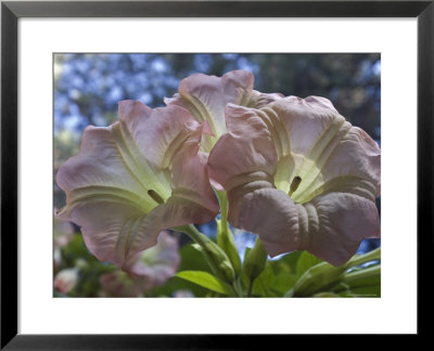 Closeup Of Angels Trumpet Flowers, California by Rich Reid Pricing Limited Edition Print image