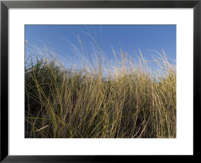 Close-Up Of Aquatic Grass Against A Blue Sky, Block Island, Rhode Island by Todd Gipstein Pricing Limited Edition Print image