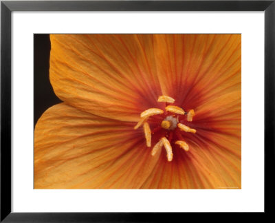 Arizona Poppy by George Grall Pricing Limited Edition Print image