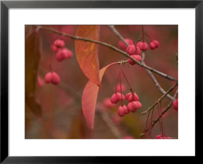 Eastern Wahoo At The Maxwell Arboretum by Joel Sartore Pricing Limited Edition Print image