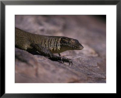 Head And Front Leg Claw Detail Of A Mertens Water Monitor Sun Basking, Australia by Jason Edwards Pricing Limited Edition Print image