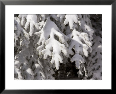 Detail Of Snow On Conifer Branches by Tim Laman Pricing Limited Edition Print image