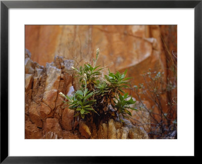 Goodenia Grandiflora Precariously Growing From A Desert Cliff Face, Australia by Jason Edwards Pricing Limited Edition Print image