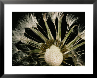 Extreme Close-Up Of The Seedhead Of A Dandelion by Sylvia Sharnoff Pricing Limited Edition Print image
