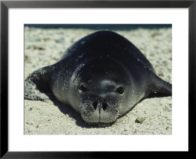 Hawaiian Monk Seal by Bill Curtsinger Pricing Limited Edition Print image