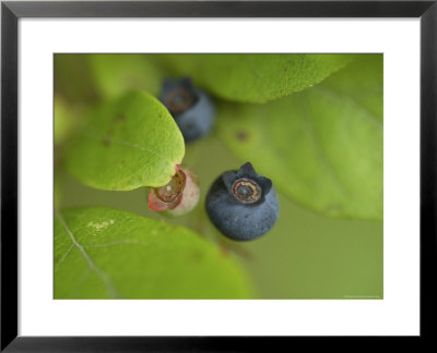 Northern Highbush Blueberries Ripen On The Bush by Stephen Alvarez Pricing Limited Edition Print image