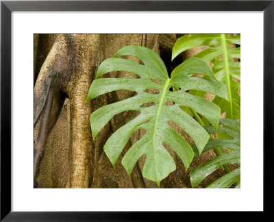 Philodendron Grows On The Side Of The Trunk Of A Strangler Fig Tree, Singapore by Tim Laman Pricing Limited Edition Print image