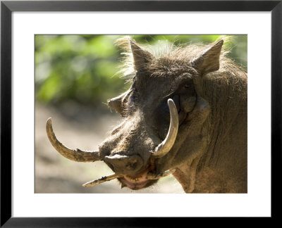 Mean Looking Warthog With Very Long Tusks Looks At The Camera, Henry Doorly Zoo, Nebraska by Joel Sartore Pricing Limited Edition Print image
