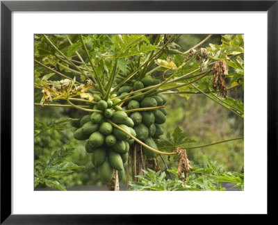 Papaya Fruit Grows On A Tree In Hawaii by Stacy Gold Pricing Limited Edition Print image