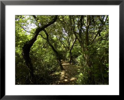 Tree Lined Nature Path On A Summer Afternoon by Todd Gipstein Pricing Limited Edition Print image