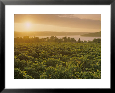 Vineyards At Sunset, Virginia by Kenneth Garrett Pricing Limited Edition Print image