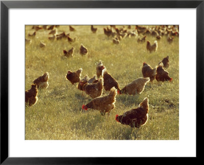 Flock Of Free Range Chickens On An Open Grassland Farm Plain by Jason Edwards Pricing Limited Edition Print image