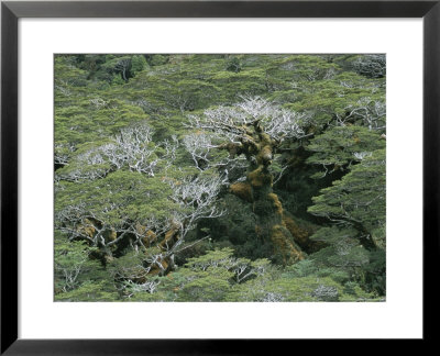 Moss-Covered Trees In A Temperate Rain Forest On Madre De Dios Island by Carsten Peter Pricing Limited Edition Print image