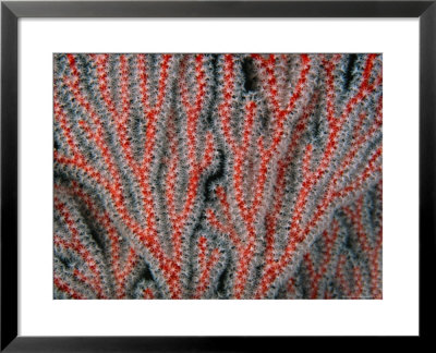 Close View Of A Red Gorgonian Coral With Feeding Tentacles Extended by Tim Laman Pricing Limited Edition Print image