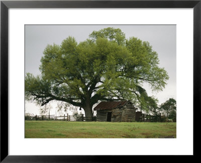 Old Log Cabin Under A Large Tree by Raymond Gehman Pricing Limited Edition Print image