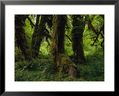 Moss Covered Trees In A Lush Green Rain Forest Setting by Melissa Farlow Pricing Limited Edition Print image