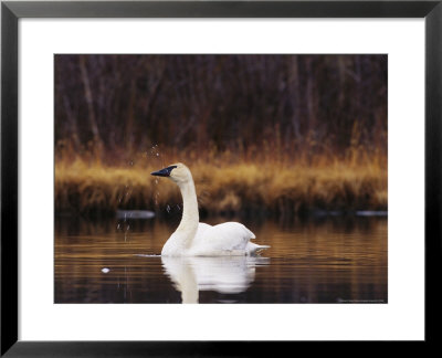 Trumpeter Swan Shaking Water Droplets From It's Head by Michael S. Quinton Pricing Limited Edition Print image