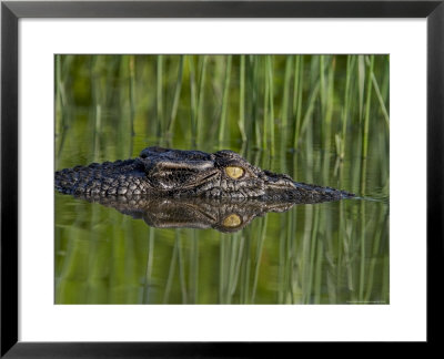 Crocodile And Its Reflection Right At The Water's Surface by Randy Olson Pricing Limited Edition Print image