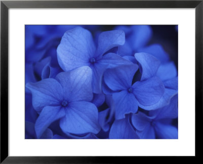 Close View Of Blue Hydrangea Flowers, Cape Cod, Massachusetts by Darlyne A. Murawski Pricing Limited Edition Print image