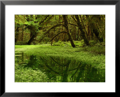 Meadow Inside The Quinault Valley Rain Forest by Darlyne A. Murawski Pricing Limited Edition Print image